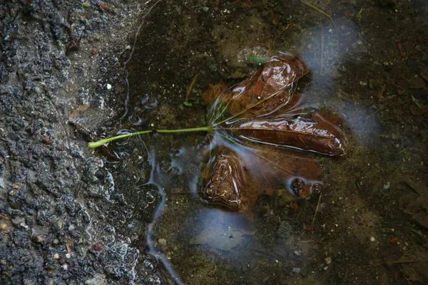 雨の後 楓は水溜まりに残る — ストック写真