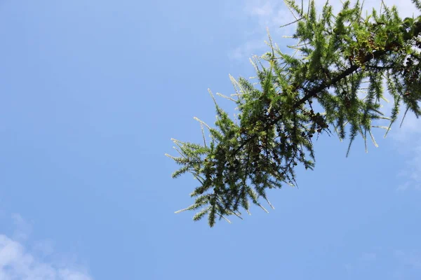 Beautiful Blue Sky White Clouds August — Stock Photo, Image