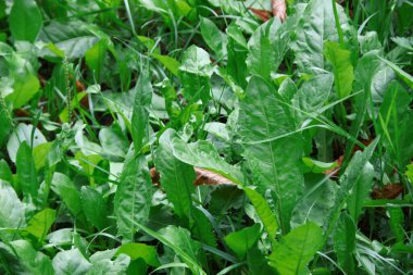 Yeşil çimenler ve yağmur damlaları