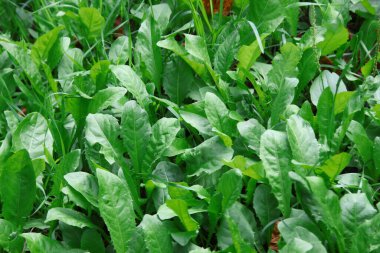 Yeşil çimenler ve yağmur damlaları