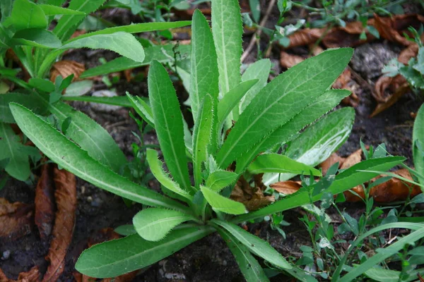 Grünes Gras Mit Wassertropfen Aus Dem Regen — Stockfoto