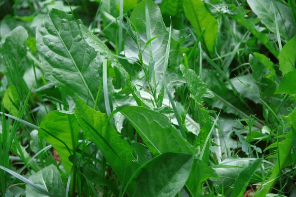 Green Grass Drops Water Rain — Stock Photo, Image