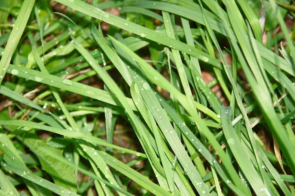 Grama Verde Com Gotas Água Chuva — Fotografia de Stock