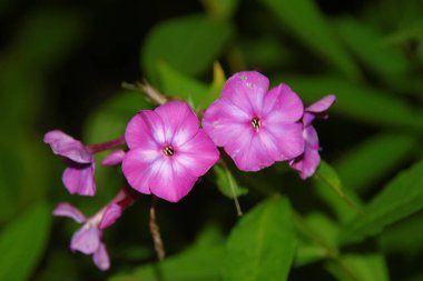 Ağustosta taç yapraklı kırmızı çiçekler