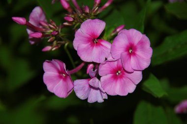 Ağustosta taç yapraklı kırmızı çiçekler