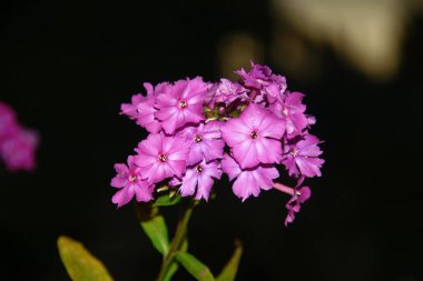 Ağustosta taç yapraklı kırmızı çiçekler