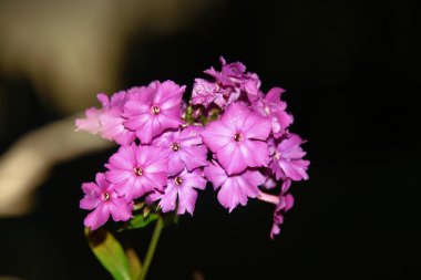 Ağustosta taç yapraklı kırmızı çiçekler