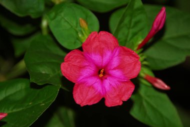 Ağustosta taç yapraklı kırmızı çiçekler