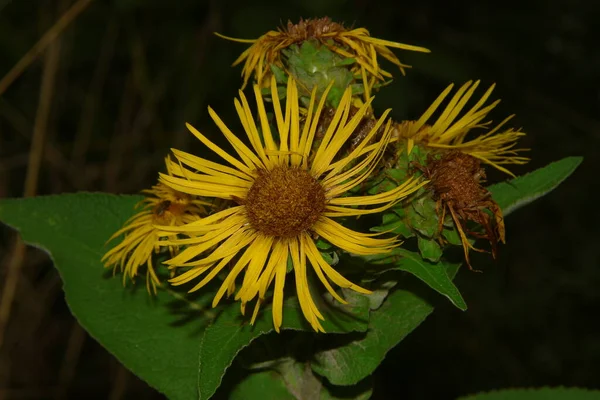 Flor Con Pétalos Amarillos Jardín Flores Agosto — Foto de Stock