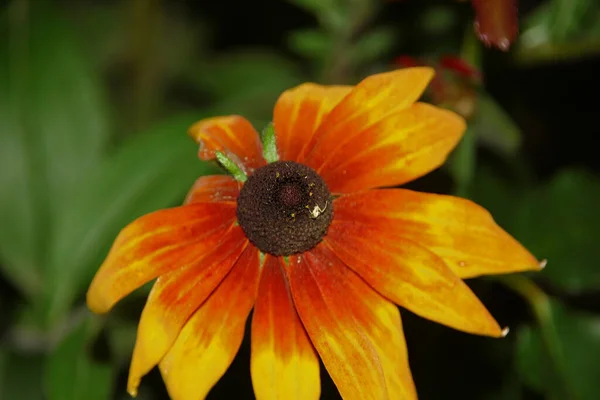 Цветок Желтыми Лепестками Цветочном Саду Августе — стоковое фото
