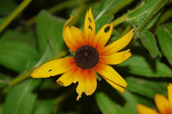 Flower Yellow Petals Flower Garden August — Stock Photo, Image