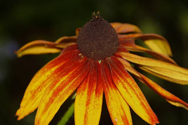 Flor Con Pétalos Amarillos Jardín Flores Agosto — Foto de Stock