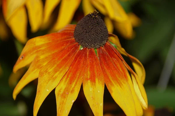 Fleur Aux Pétales Jaunes Dans Jardin Fleuri Août — Photo