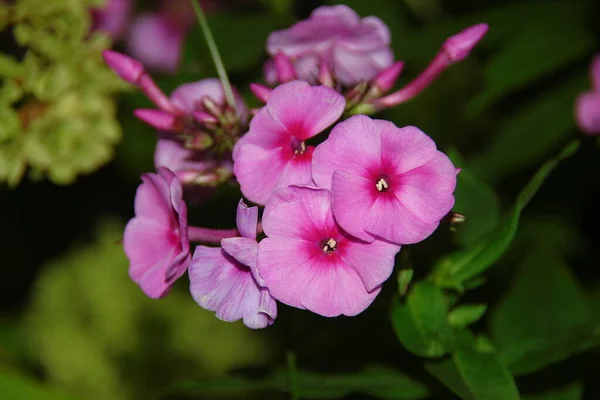 Red Flowers Petals August — Stock Photo, Image