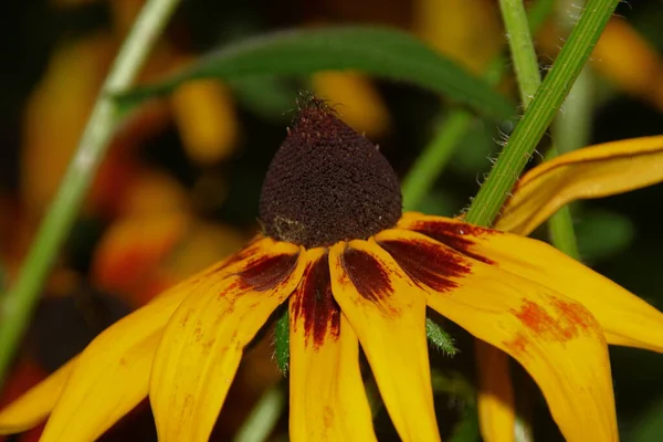 Ağustosta Çiçek Bahçesinde Sarı Yapraklı Çiçek — Stok fotoğraf