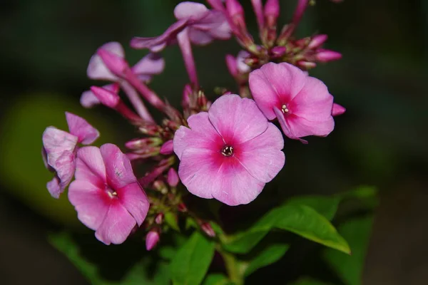 八月的花瓣红花 — 图库照片