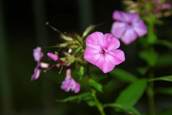 八月的花瓣红花 — 图库照片