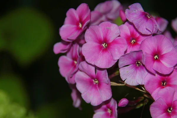 Fleurs Rouges Avec Pétales Août — Photo