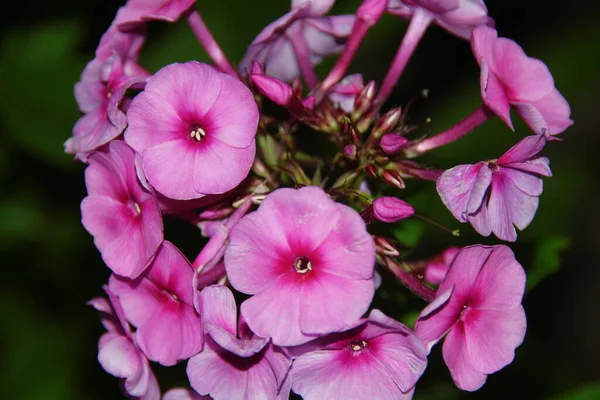 Fleurs Rouges Avec Pétales Août — Photo