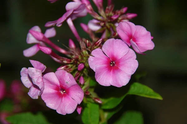 Flores Vermelhas Com Pétalas Agosto — Fotografia de Stock