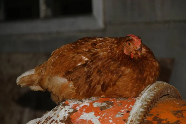 Çiftlikte Kırmızı Tüylü Tavuk — Stok fotoğraf