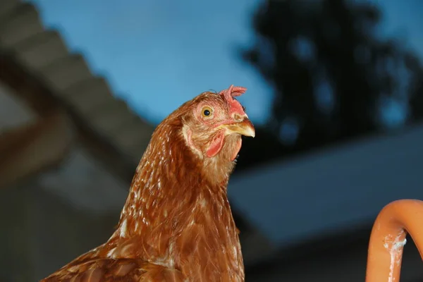 Frango Com Penas Vermelhas Fazenda — Fotografia de Stock