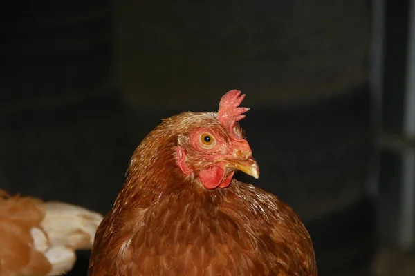 Chicken Red Feathers Farm — Stock Photo, Image