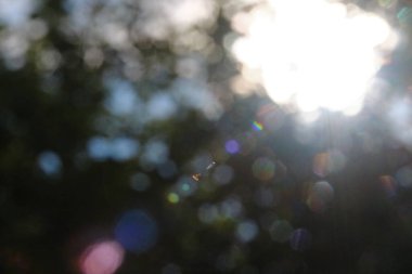 Yeşil yapraklardan oluşan arka planda çözünmüş güneş ışınları