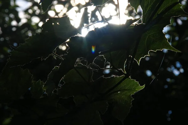 Сонячні Промені Дефокусі Фоні Зеленого Листя — стокове фото