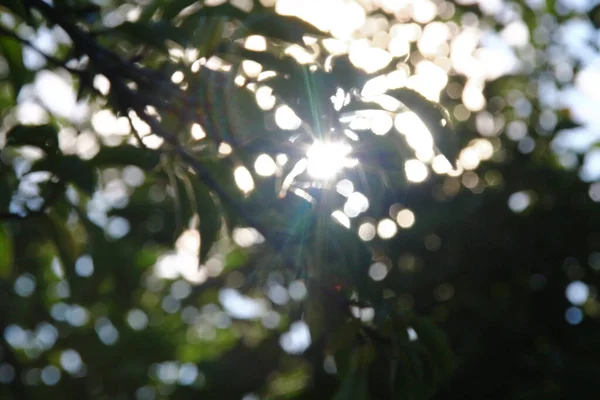 Sluneční Paprsky Defokusu Pozadí Zelených Listů — Stock fotografie