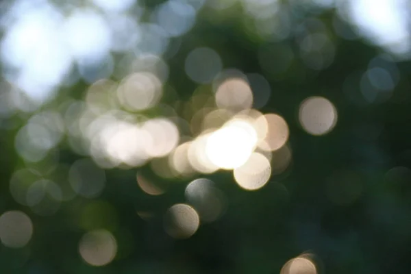 Yeşil Yapraklardan Oluşan Arka Planda Çözünmüş Güneş Işınları — Stok fotoğraf