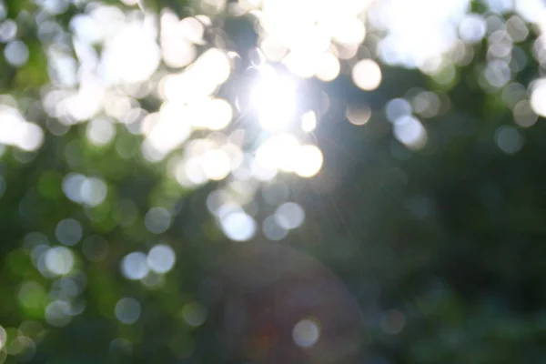 Rayos Sol Desenfoque Sobre Fondo Hojas Verdes — Foto de Stock