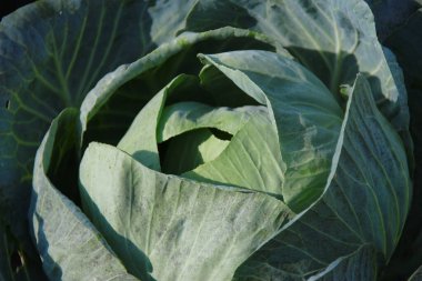 Green cabbage leaves in the garden in August clipart