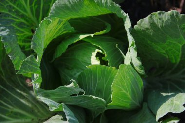 Ağustosta bahçede yeşil lahana yaprakları