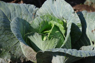Ağustosta bahçede yeşil lahana yaprakları