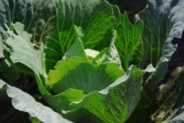 Ağustosta bahçede yeşil lahana yaprakları