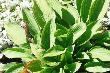 Parktaki çiçek tarhında yeşil yapraklar.