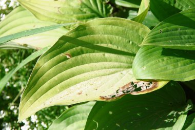 Parktaki çiçek tarhında yeşil yapraklar.