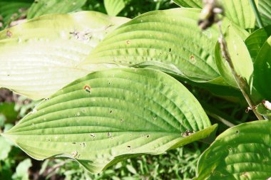 Parktaki çiçek tarhında yeşil yapraklar.