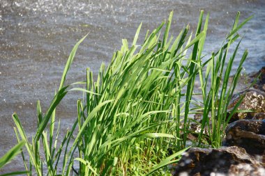 Suyun yanındaki yeşil çimenler ve parktaki nehrin yanındaki çimenler