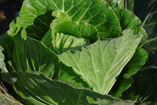 Feuilles Chou Vert Dans Jardin Août — Photo