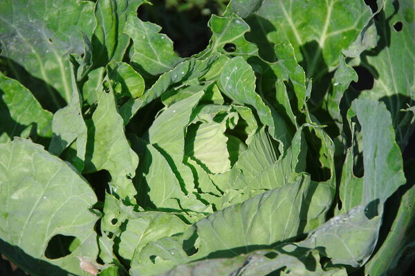 Green cabbage leaves in the garden in August