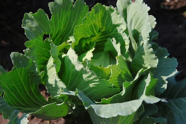 Green Cabbage Leaves Garden August — Stock Photo, Image