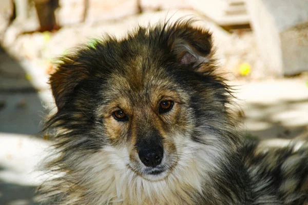 Собака Сидит Цепи Рядом Хижиной — стоковое фото