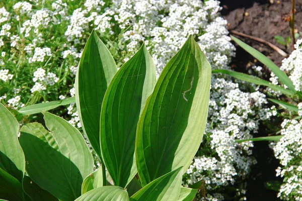 Green Decorative Leaves Flower Bed Park — Stock Photo, Image