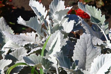 Parktaki çiçek tarhında açık yeşil çimenler.