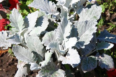 Parktaki çiçek tarhında açık yeşil çimenler.