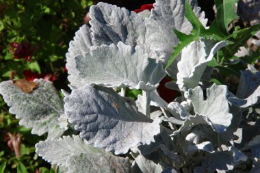 Parktaki çiçek tarhında açık yeşil çimenler.
