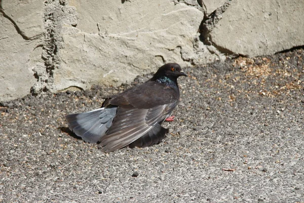 八月份野城的鸽子在柏油路上飞舞 — 图库照片