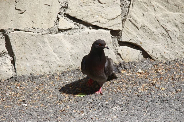 Wild City Pigeons Asphalt August — Stock Photo, Image